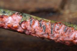 Marchandiomyces quercinus