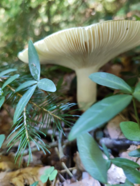 Russula aeruginea