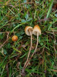 Psilocybe semilanceata