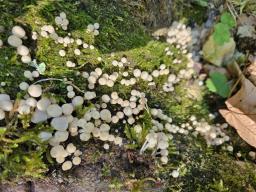 Coprinellus disseminatus