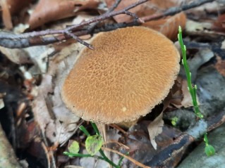 Suillus variegatus