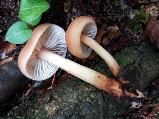 Gymnopus fusipes