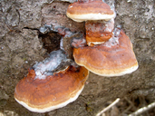 Fomitopsis pinicola