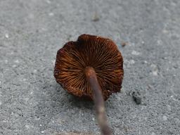 Phaeocollybia jennyae