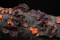 Sclerencoelia fascicularis