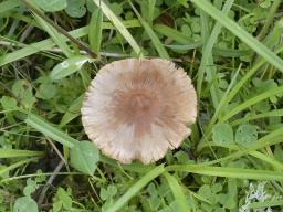 Inocybe fuscidula