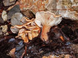 Clitocybe bresadolana