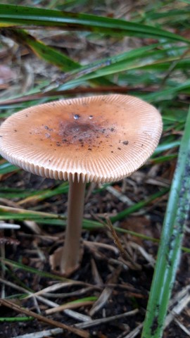 Amanita fulva