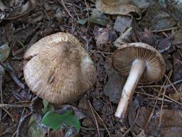 Inocybe corydalina