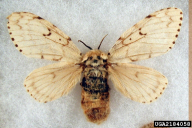 Lymantria dispar