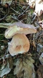 Boletus aereus