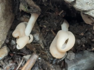 Helvella elastica