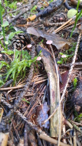 Mycena rosella