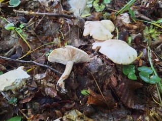Calocybe gambosa
