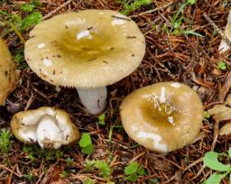 Russula olivobrunnea