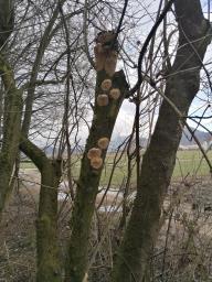 Phellinus pomaceus