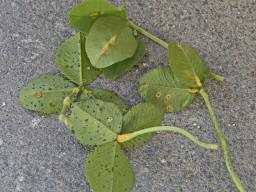 Uromyces minor