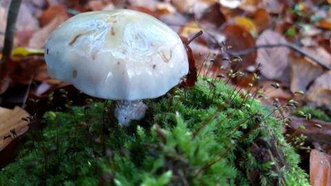 Stropharia caerulea