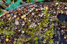 Crucibulum laeve