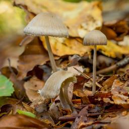 Mycena galericulata