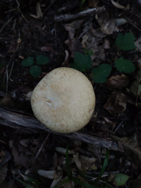 Gyrodon lividus