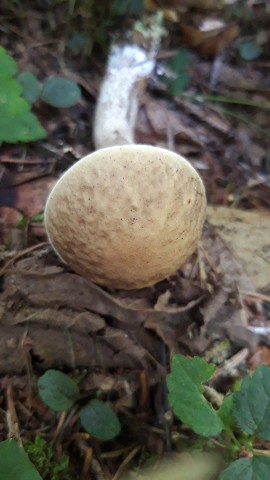 Leccinellum pseudoscabrum