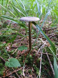 Amanita battarrae