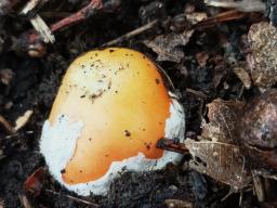 Amanita caesarea