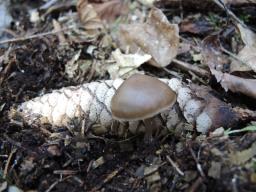 Mycena plumipes