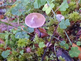 Mycetinis alliaceus