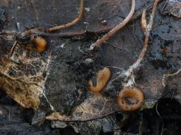 Macrotyphula phacorrhiza