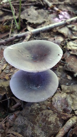 Russula grisea