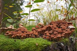 Psathyrella piluliformis