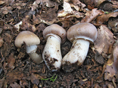 Cortinarius caperatus