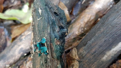 Chlorociboria aeruginascens