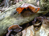Auricularia auricula-judae