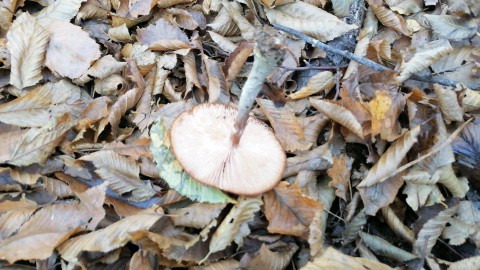 Armillaria ostoyae