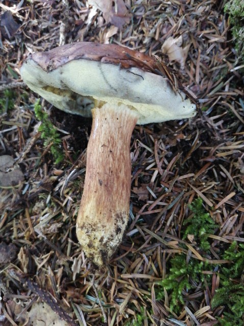 Imleria badia