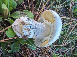 Amanita singeri