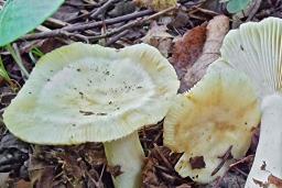 Russula farinipes