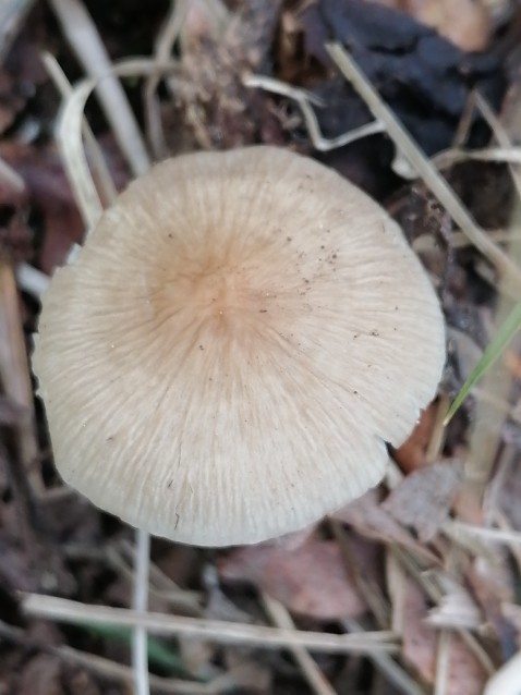 Mycena inclinata