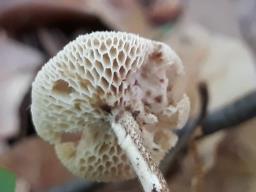 Lentinus arcularius