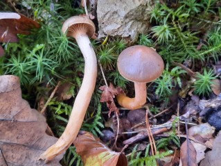 Chroogomphus rutilus