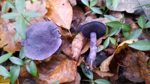 Cortinarius violaceus