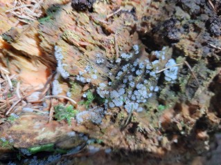 Ceratiomyxa fruticulosa