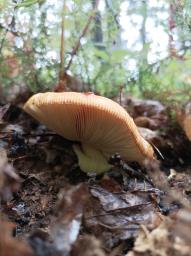 Amanita caesarea