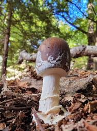Amanita pantherina