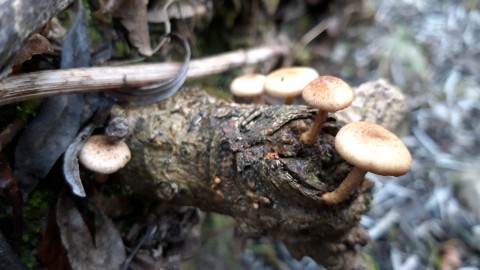 Tubaria furfuracea