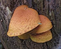 Pholiota tuberculosa