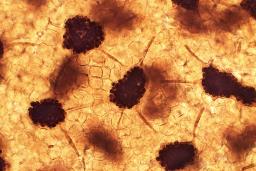 Cribraria oregana